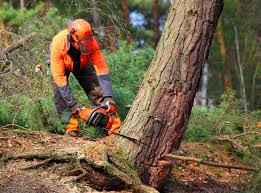 How Our Tree Care Process Works  in New Hackensack, NY